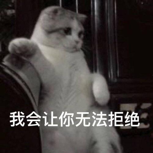 拒绝回答的表情包